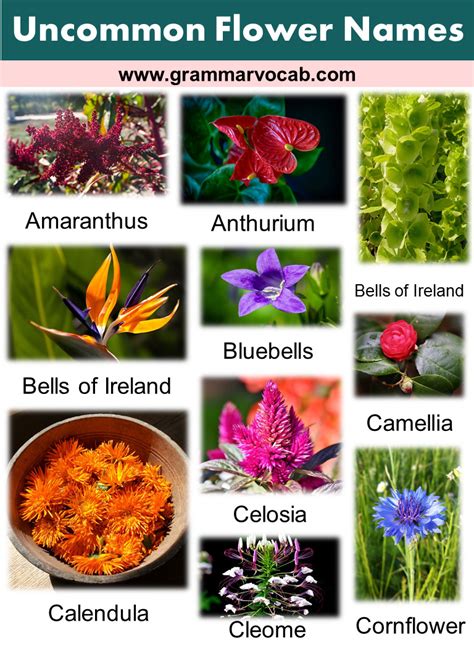 obscure flower names|14 of the Strangest Names for Flowers .